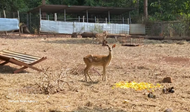 Dong Nai wildlife center rehabilitates thousands for return to the wild